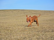 charlie2 m